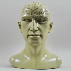 Fiesta Studios Phrenology Head Unique Ornament, Traditional Medical Accessory 20 Cm High