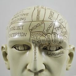 Cheap 😍 Fiesta Studios Phrenology Head Unique Ornament, Traditional Medical Accessory 20 Cm High 👍 13 Fiesta Studios Phrenology Head Unique Ornament, Traditional Medical Accessory 20 Cm High