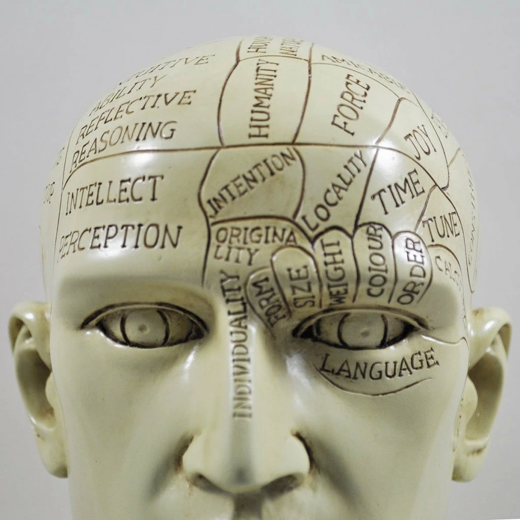 Cheap 😍 Fiesta Studios Phrenology Head Unique Ornament, Traditional Medical Accessory 20 Cm High 👍 7 Fiesta Studios Phrenology Head Unique Ornament, Traditional Medical Accessory 20 Cm High