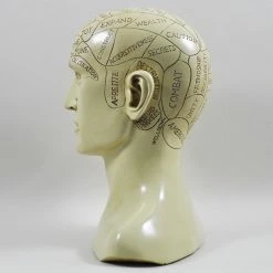 Cheap 😍 Fiesta Studios Phrenology Head Unique Ornament, Traditional Medical Accessory 20 Cm High 👍 12 Fiesta Studios Phrenology Head Unique Ornament, Traditional Medical Accessory 20 Cm High