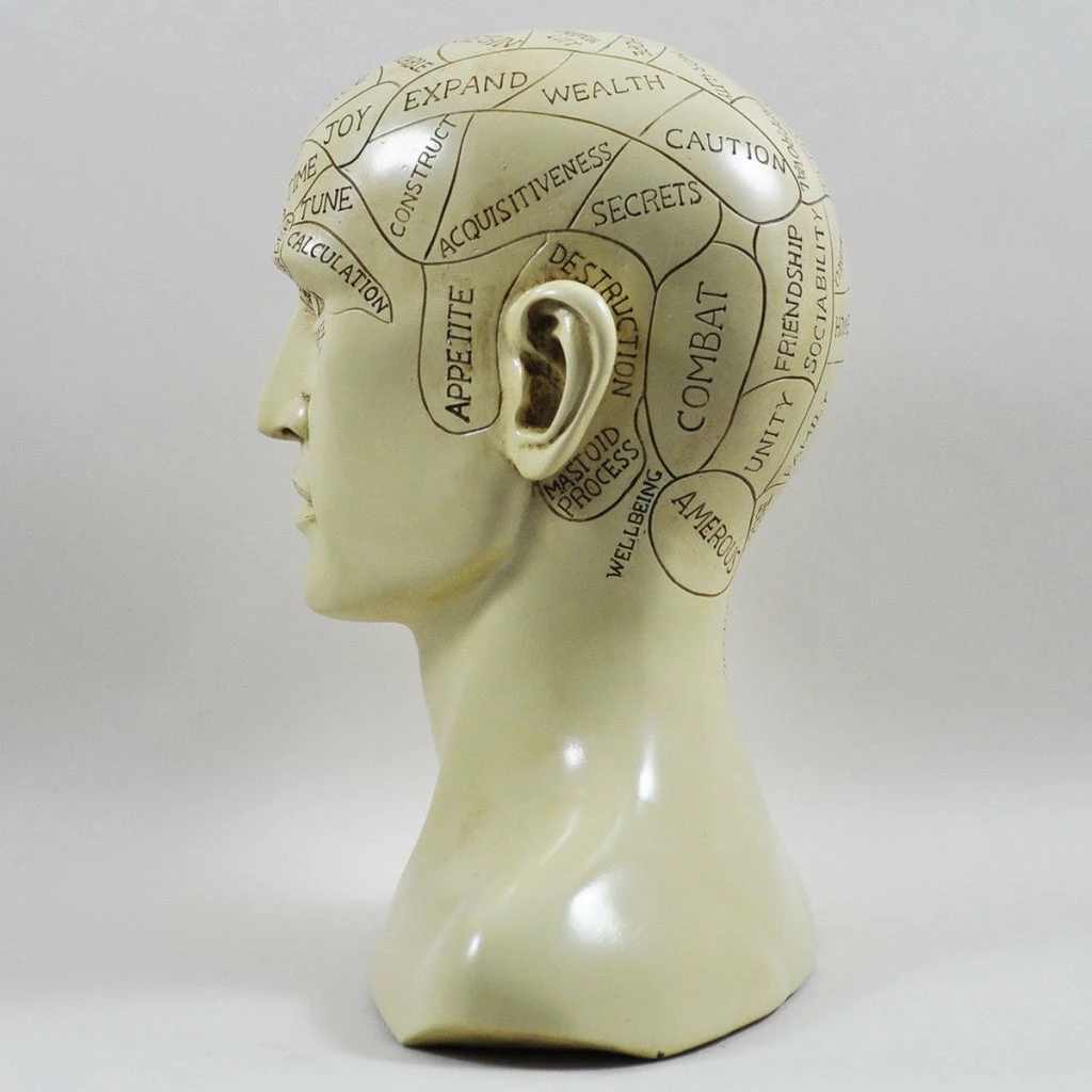 Cheap 😍 Fiesta Studios Phrenology Head Unique Ornament, Traditional Medical Accessory 20 Cm High 👍 6 Fiesta Studios Phrenology Head Unique Ornament, Traditional Medical Accessory 20 Cm High
