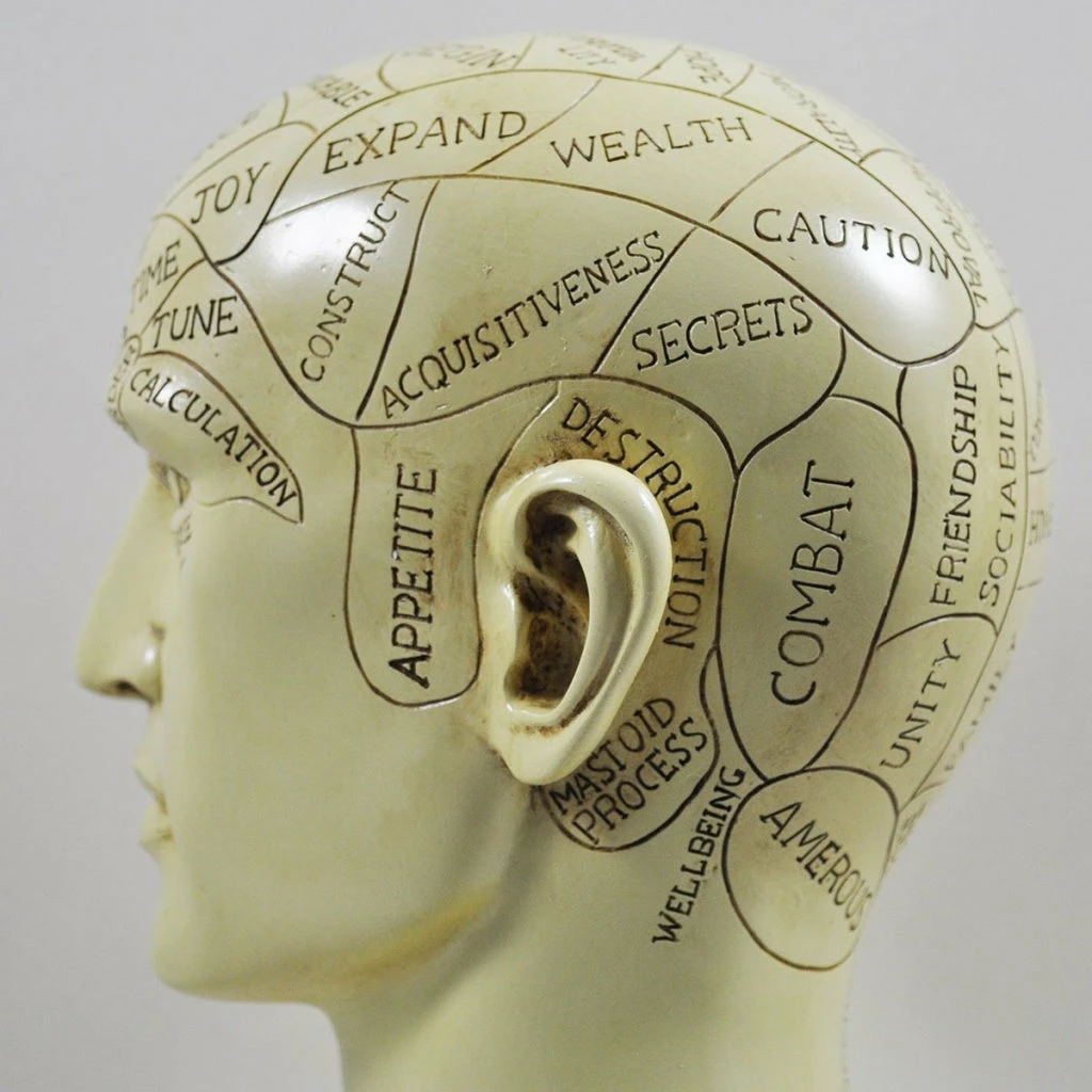 Cheap 😍 Fiesta Studios Phrenology Head Unique Ornament, Traditional Medical Accessory 20 Cm High 👍 5 Fiesta Studios Phrenology Head Unique Ornament, Traditional Medical Accessory 20 Cm High