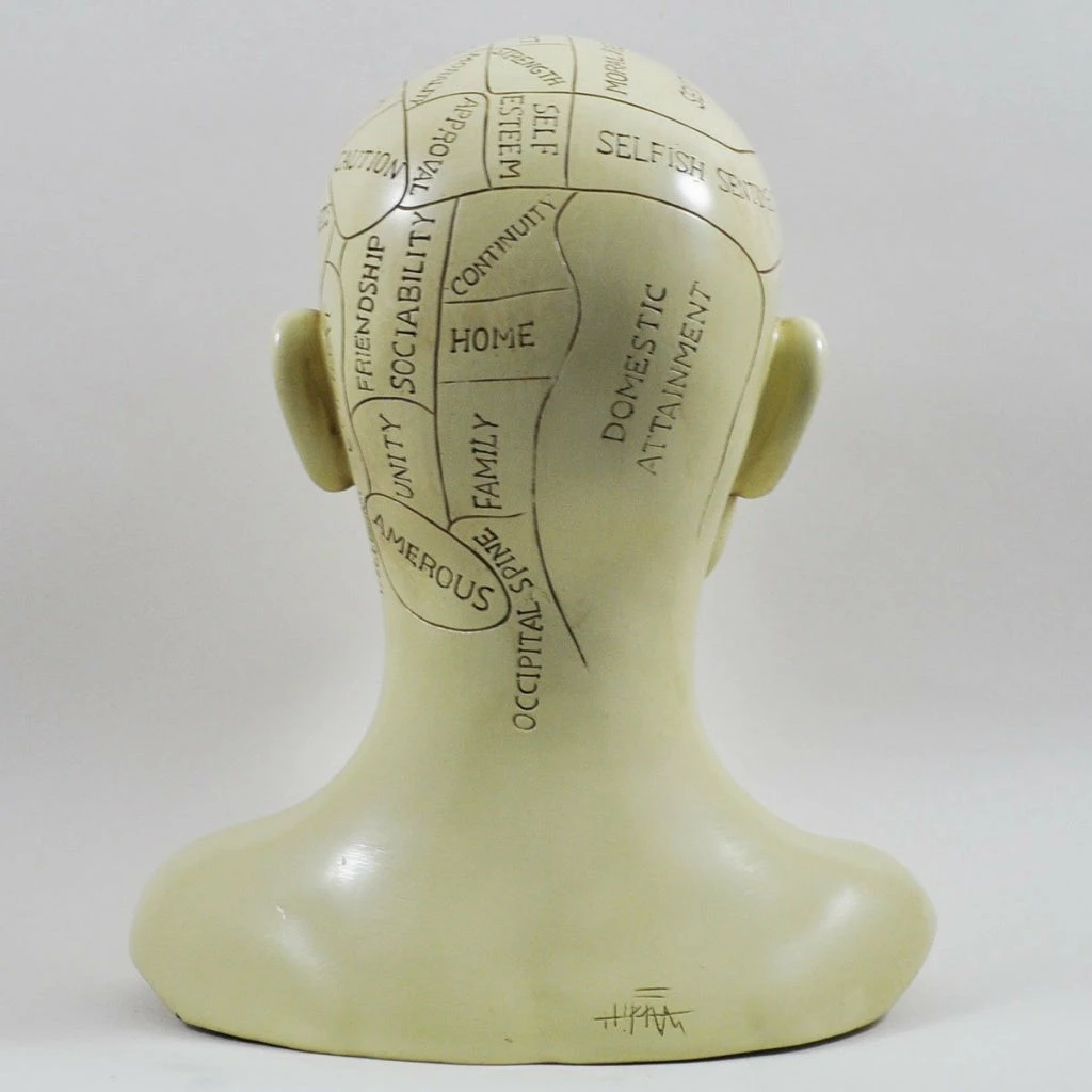 Cheap 😍 Fiesta Studios Phrenology Head Unique Ornament, Traditional Medical Accessory 20 Cm High 👍 4 Fiesta Studios Phrenology Head Unique Ornament, Traditional Medical Accessory 20 Cm High