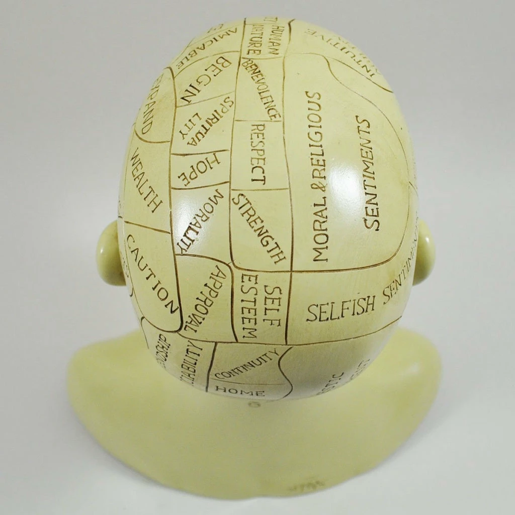Cheap 😍 Fiesta Studios Phrenology Head Unique Ornament, Traditional Medical Accessory 20 Cm High 👍 8 Fiesta Studios Phrenology Head Unique Ornament, Traditional Medical Accessory 20 Cm High
