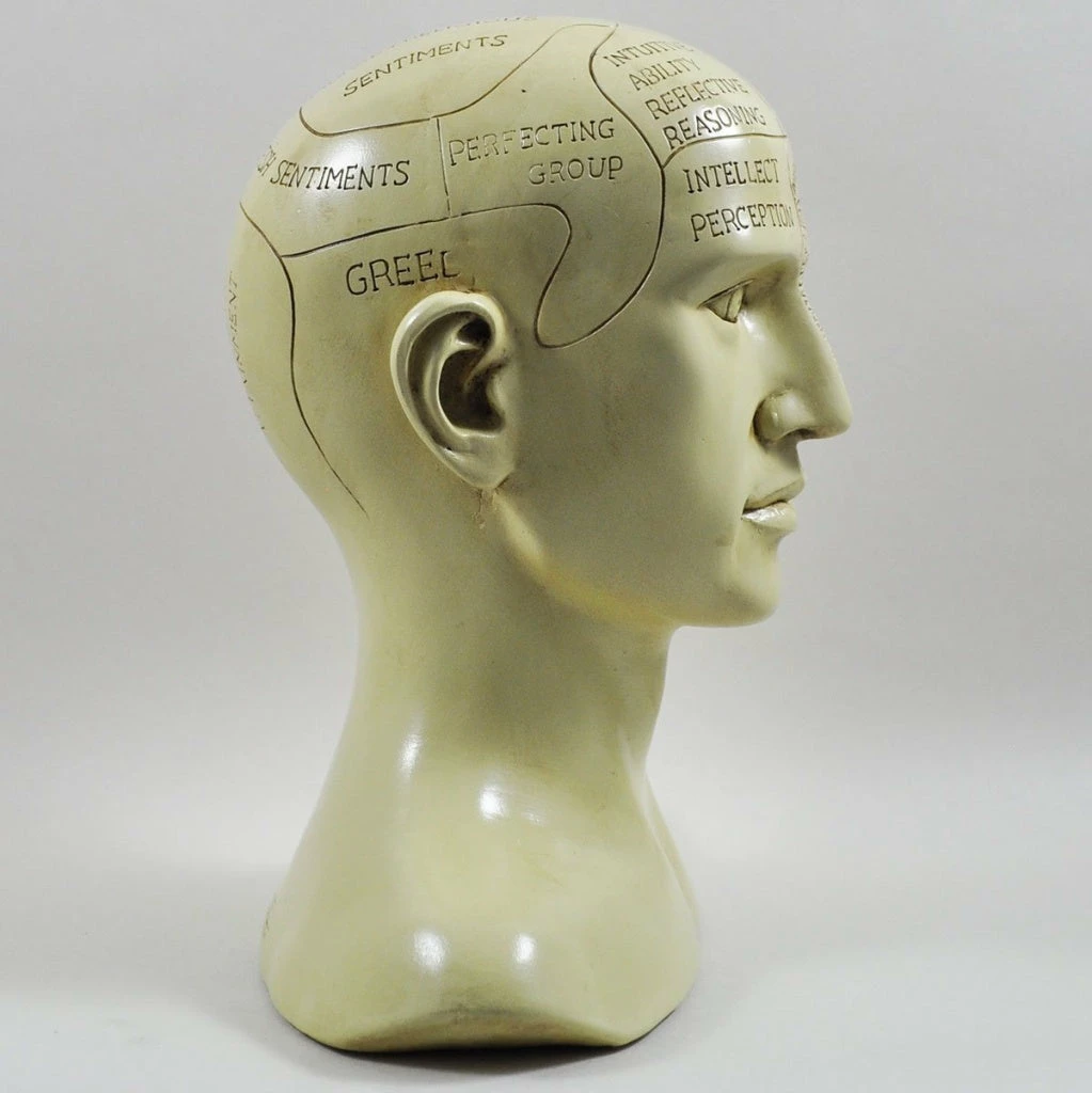 Cheap 😍 Fiesta Studios Phrenology Head Unique Ornament, Traditional Medical Accessory 20 Cm High 👍 9 Fiesta Studios Phrenology Head Unique Ornament, Traditional Medical Accessory 20 Cm High