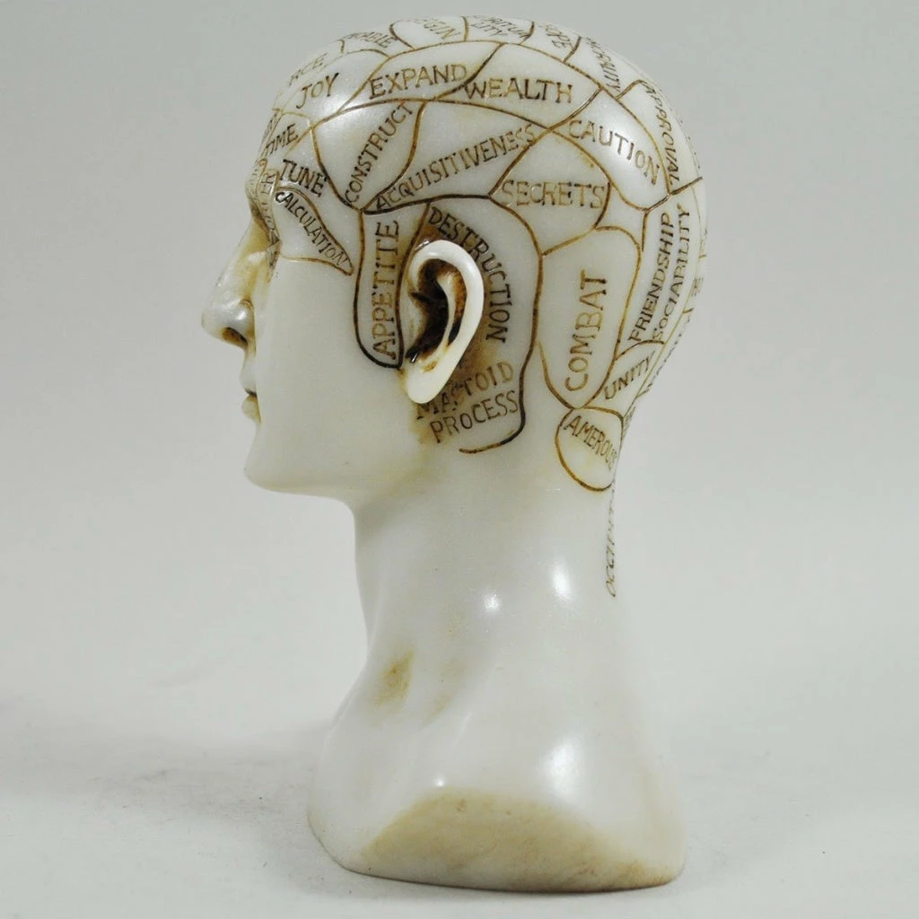 Best Pirce ⭐ Fiesta Studios Phrenology Head Unique Ornament, Traditional Medical Accessory 15cm High ⭐ 4 Fiesta Studios Phrenology Head Unique Ornament, Traditional Medical Accessory 15cm High