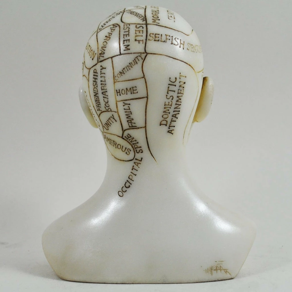 Best Pirce ⭐ Fiesta Studios Phrenology Head Unique Ornament, Traditional Medical Accessory 15cm High ⭐ 5 Fiesta Studios Phrenology Head Unique Ornament, Traditional Medical Accessory 15cm High