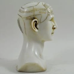Best Pirce ⭐ Fiesta Studios Phrenology Head Unique Ornament, Traditional Medical Accessory 15cm High ⭐ 10 Fiesta Studios Phrenology Head Unique Ornament, Traditional Medical Accessory 15cm High