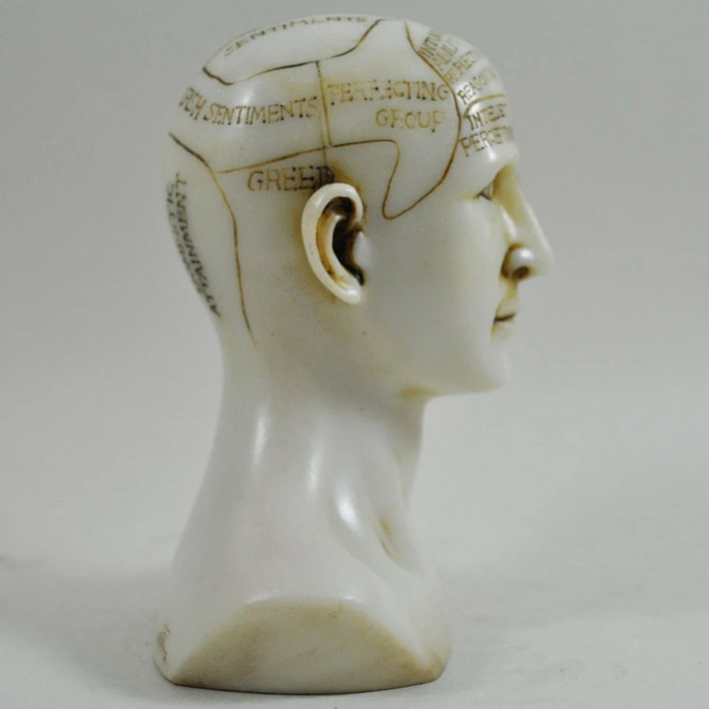 Best Pirce ⭐ Fiesta Studios Phrenology Head Unique Ornament, Traditional Medical Accessory 15cm High ⭐ 6 Fiesta Studios Phrenology Head Unique Ornament, Traditional Medical Accessory 15cm High